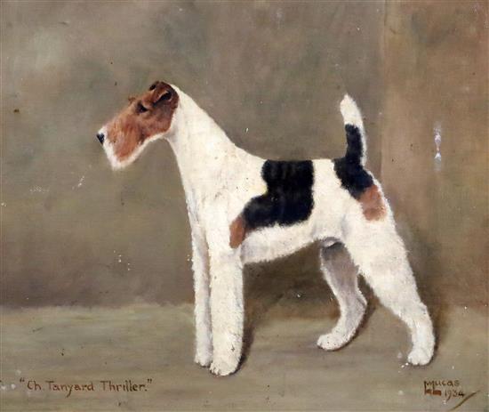 William Lucas Lucas (20th century) Ch. Tanyard Thriller - Wire Haired Fox Terrier 11.5 x 13.5in.